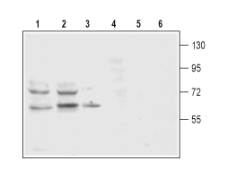 Anti-Dopamine Transporter (DAT) (extracellular) Antibody
