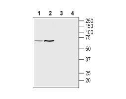 Anti-VMAT1 Antibody