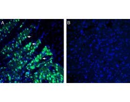 Anti-SLC18B1 (VPAT) Antibody