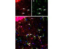 Anti-MCT1 (SLC16A1) (extracellular) Antibody