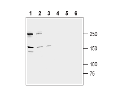 Anti-Human ABCB1/MDR1 Antibody
