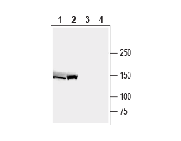 Anti-ABCB4/MDR3 Antibody