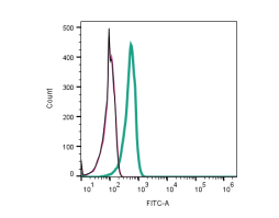Anti-P2X5 Receptor (extracellular) Antibody