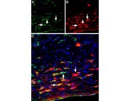 Mouse Anti-Rat p75 NGF Receptor (extracellular) Antibody