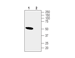 Anti-Nicotinic Acetylcholine Receptor α10 (CHRNA10) Antibody