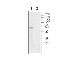 Anti-Nicotinic Acetylcholine Receptor β3 (CHRNB3) (extracellular) Antibody