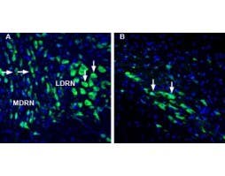 Anti-Lynx1 (extracellular) Antibody