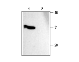 Anti-SNAP-25 Antibody