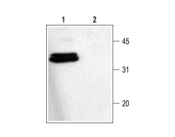 Anti-Syntaxin 1 Antibody