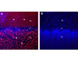 Guinea Pig Anti-Synaptotagmin-1 (SYT1) Antibody