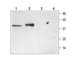 Anti-Syntaxin 3 Antibody