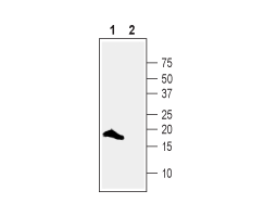 Anti-VAMP-2 Antibody