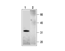 Anti-Syntaxin 2 Antibody