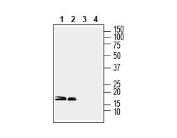 Anti-CPLX1/2 Antibody