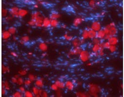 Anti-Synaptophysin Antibody