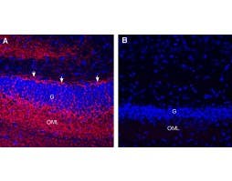Guinea Pig Anti-GAP43 Antibody