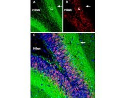 Anti-GAP43 Antibody