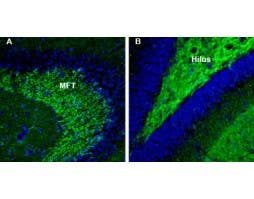 Anti-Synapsin III (SYN3) Antibody