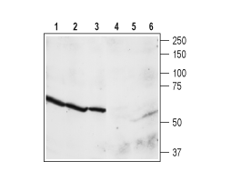 Anti-NPY4R Antibody