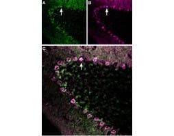 Anti-GABA(A) ε Receptor (GABRE) (extracellular)-ATTO Fluor-633 Antibody
