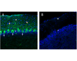 Anti-Neurexin 1α (extracellular) Antibody
