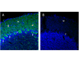 Anti-Neurexin 1α (extracellular) Antibody