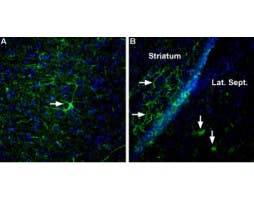 Anti-Neurexin 3α (extracellular) Antibody