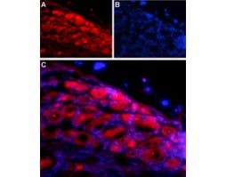 Anti-Neuroligin 1 (extracellular) Antibody