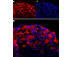 Anti-Neuroligin 2 (extracellular) Antibody