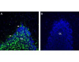 Anti-Neuroligin 3 (extracellular) Antibody