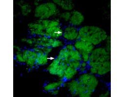 Anti-CD56/NCAM1 (extracellular)-ATTO Fluor-488 Antibody