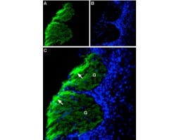 Anti-CD56/NCAM1 (extracellular) Antibody