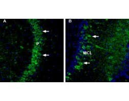 Anti-NCAM2 (extracellular) Antibody