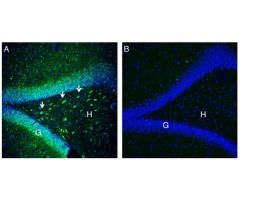 Anti-NrCAM (extracellular) Antibody