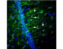 Anti-Nectin-2/PVRL2 (extracellular) Antibody