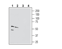 Anti-Nectin-4 (extracellular) Antibody