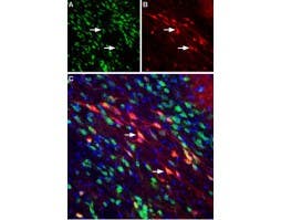 Anti-Neuropilin-2 (NRP2) (extracellular) Antibody