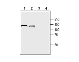 Anti-Neuropilin-1 (NRP1) (extracellular) Antibody