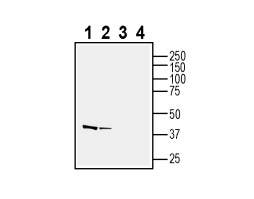 Anti-Neuropeptide FF Receptor 2 (extracellular) Antibody