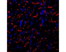 Anti-N-Cadherin-ATTO Fluor-594 Antibody