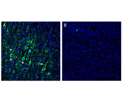 Anti-N-Cadherin Antibody