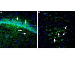 Anti-Neuroplastin (extracellular) Antibody