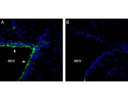 Anti-Parkin Antibody