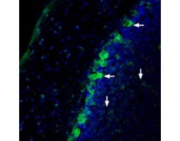 Anti-NRG1 (Neuregulin-1) (extracellular)-ATTO Fluor-488 Antibody