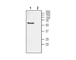Anti-NRG1 Type III (extracellular) Antibody