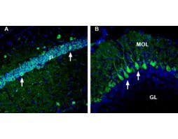 Anti-NRG2 (extracellular) Antibody
