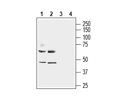 Anti-NRG3 (extracellular) Antibody
