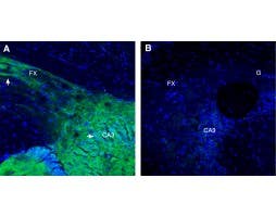 Anti-NMNAT2 Antibody