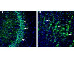 Anti-ASTN1 (extracellular) Antibody