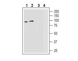 Anti-NGL-2/LRRC4 (extracellular) Antibody - Carrier Free